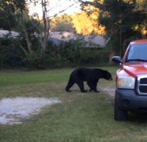 That would be Alex not caring one iota that I'm filming him (or her, I have no idea)