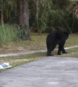 And Alex walked off into the sunset, to maraud another day.