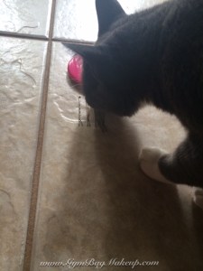 Hey, what's this? Is it food? I like food...