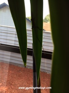 lizard_lizard_lizard_snake