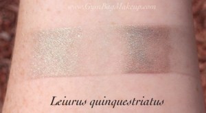 aromaleigh_leiurus_quinquestriatus_ds