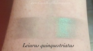 aromaleigh_leiurus_quinquestriatus_indoors