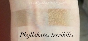 aromaleigh_phyllobates_terribilis_indoors