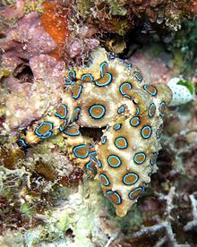 hapalochlaena_lunulata_greater_blue_ringed_octopus