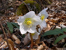 helleborus_niger_christmas_rose