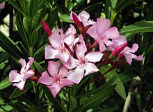 nerium_oleander