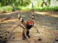 phoneutria_nigriventer_brazillian_wandering_spider