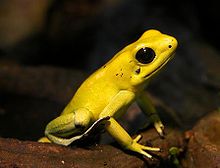 phyllobates_terribilis_golden_poison_frog