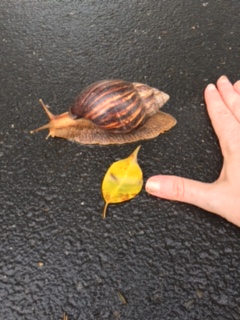 giant_african_snail